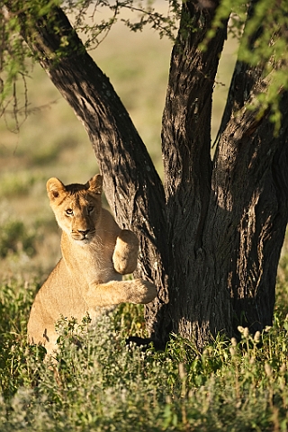 WAH021958.jpg - Løveunge (Lion Cub)