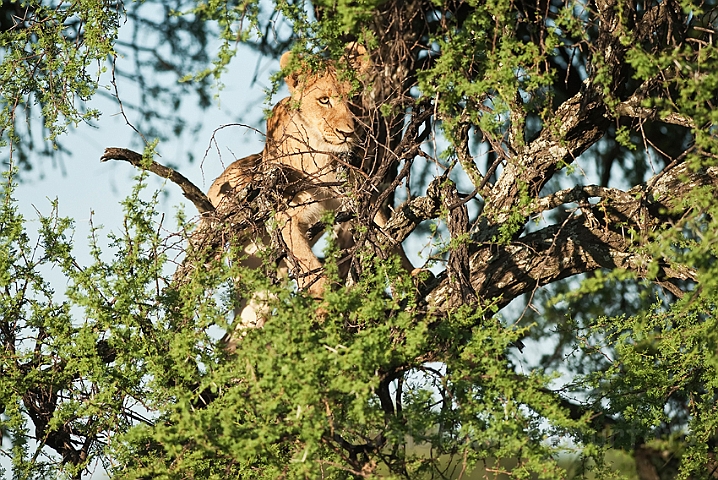 WAH021964.jpg - Løveunge (Lion Cub)