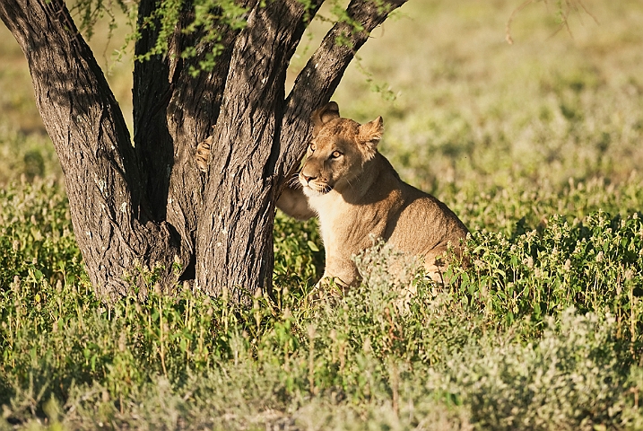 WAH021965.jpg - Løveunge (Lion Cub)