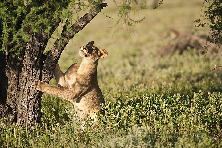 WAH021967.jpg - Løveunge (Lion Cub)