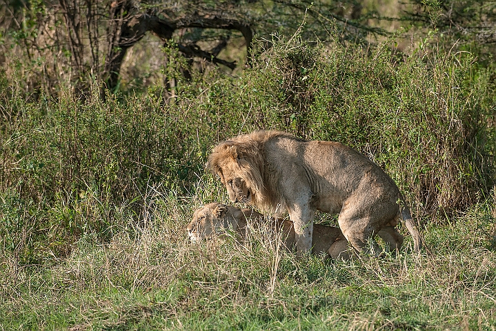 WAH024770.jpg - Afrikansk løve (African Lion)