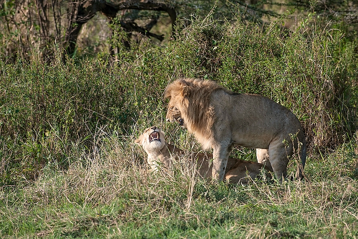 WAH024774.jpg - Afrikansk løve (African Lion)