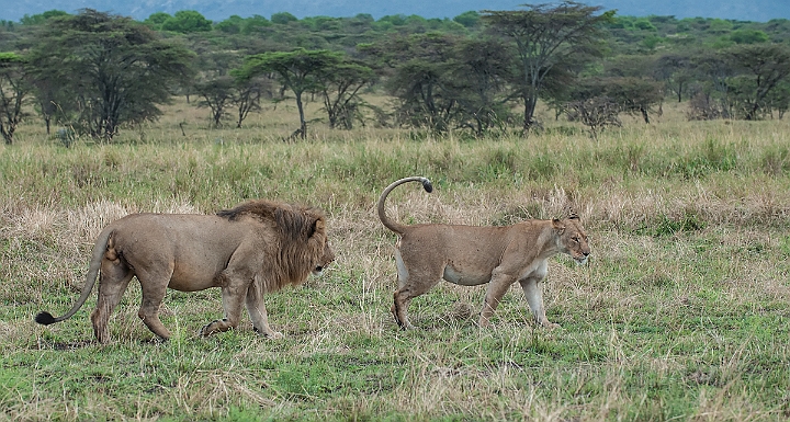 WAH024839.jpg - Afrikanske løver (African Lions)