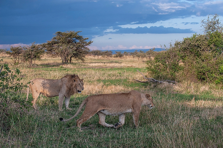 WAH024914.jpg - Afrikanske løver (African Lions)