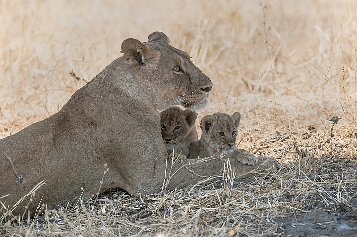 WAH025035.jpg - Afrikansk løve med unger (African Lion with Cubs)