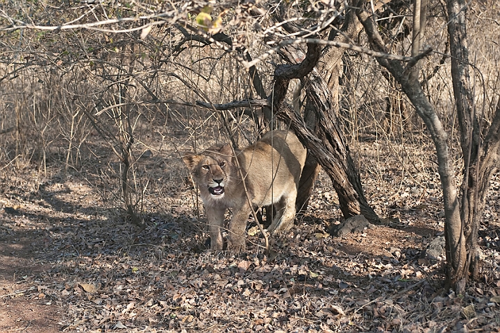 WAH016146.jpg - Asiatisk løveunge (Asiatic Lion Cub)