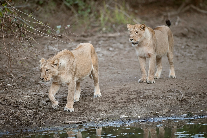 WAH016260.jpg - Asiatiske løver (Aciatic Lions)