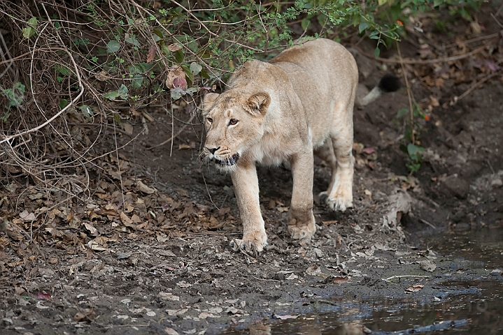 WAH016274.jpg - Aisatisk løve (Asiatic Lion)