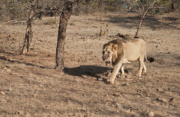 WAH016368.jpg - Aisatisk løve (Asiatic Lion)