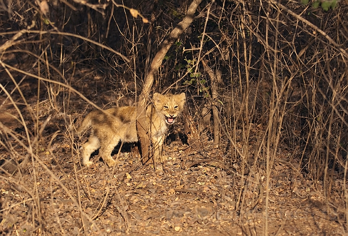 WAH016418.jpg - Asiatisk løveunge (Asiatic Lion Cub)