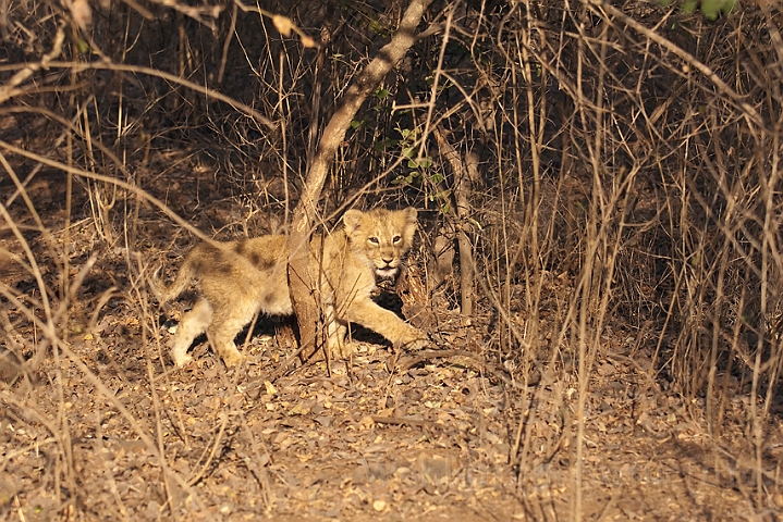 WAH016419.jpg - Asiatisk løveunge (Asiatic Lion Cub)