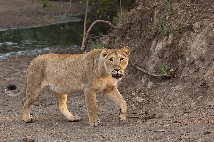 WAH016471.jpg - Aisatisk løve (Asiatic Lion)