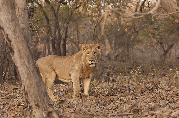 WAH016483.jpg - Aisatisk løve (Asiatic Lion)