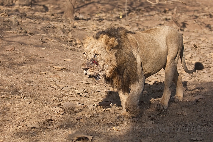 WAH016493.jpg - Aisatisk løve (Asiatic Lion)