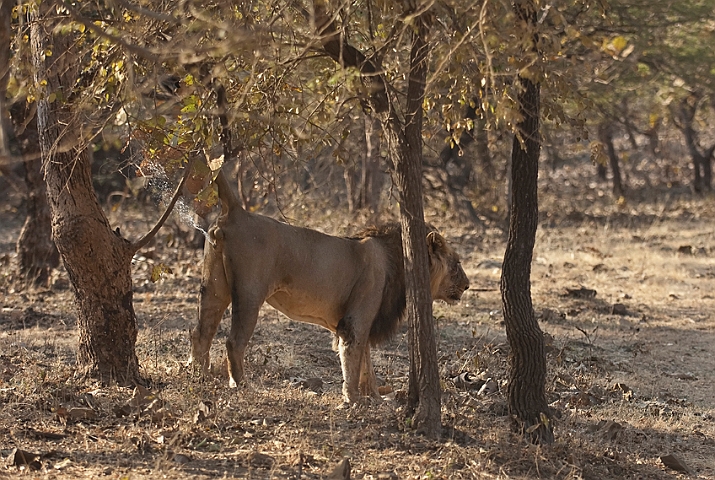 WAH016494.jpg - Aisatisk løve (Asiatic Lion)