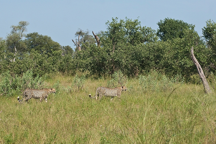 WAH022224.jpg - Gepard (Cheetah)