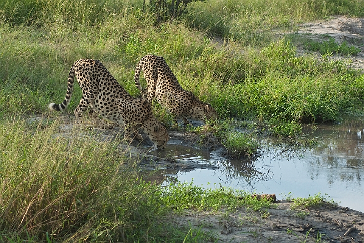 WAH022244.jpg - Gepard (Cheetah)