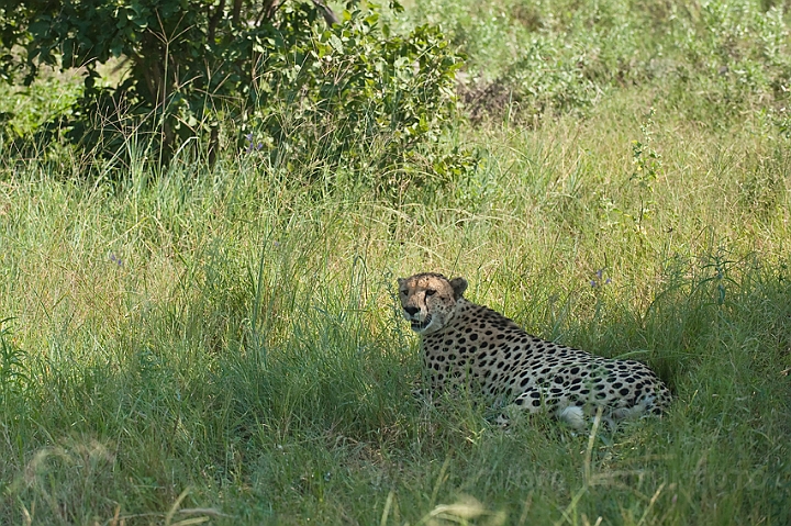 WAH022317.jpg - Gepard (Cheetah)