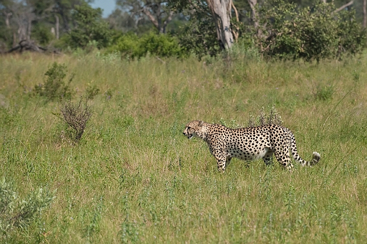 WAH022326.jpg - Gepard (Cheetah)