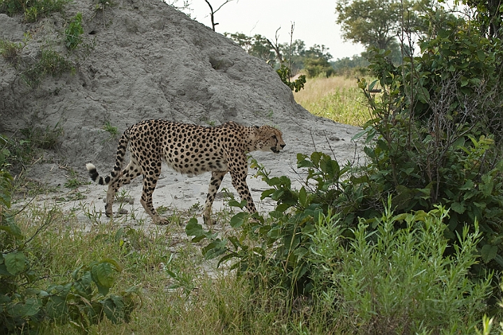 WAH022331.jpg - Gepard (Cheetah)