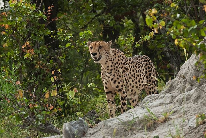 WAH022336.jpg - Gepard (Cheetah)