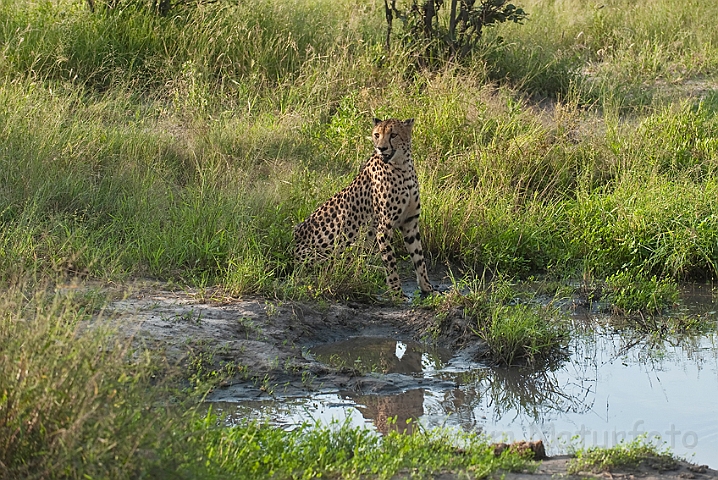 WAH022344.jpg - Gepard (Cheetah)