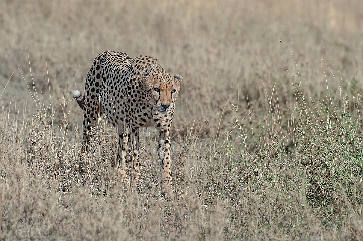 WAH024961.jpg - Gepard (Cheetah)