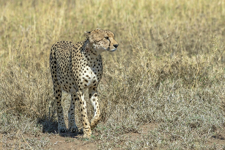 WAH024965.jpg - Gepard (Cheetah)