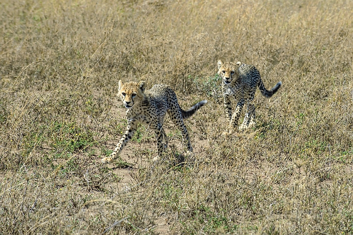 WAH024982.jpg - Gepardunger (Cheetah Cubs)