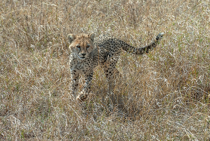 WAH024989.jpg - Gepardunge (Cheetah Cub)