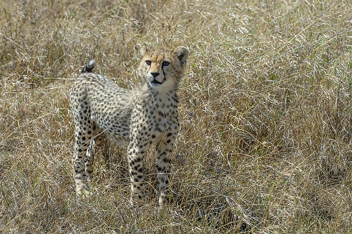 WAH024993.jpg - Gepardunge (Cheetah Cub)