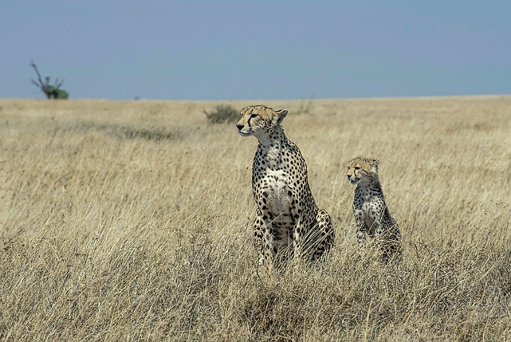 WAH025396.jpg - Gepard med unge (Cheetah with Cub)