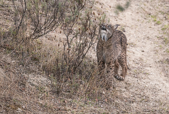 WAH027292.jpg - Iberisk los (Iberian Lynx)