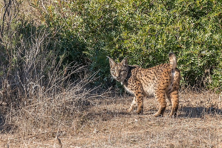 WAH027296.jpg - Iberisk los (Iberian Lynx)