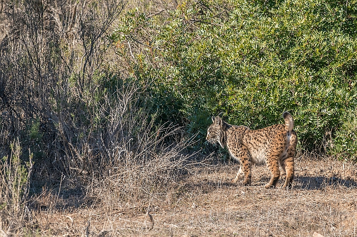 WAH027298.jpg - Iberisk los (Iberian Lynx)