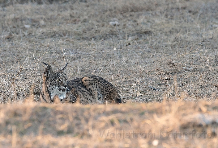 WAH027303.jpg - Iberisk los (Iberian Lynx)