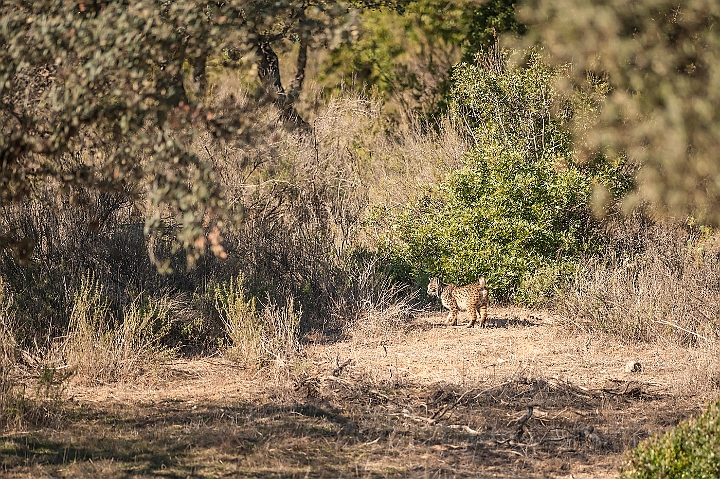 WAH027310.jpg - Iberisk los (Iberian Lynx)