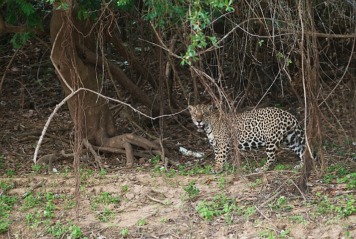 WAH019611.jpg - Jaguar, Pantanal Brazil