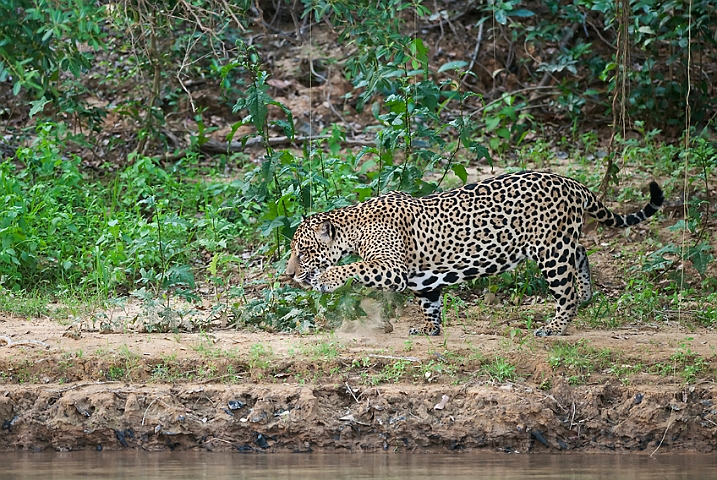 WAH019619.jpg - Jaguar, Pantanal Brazil