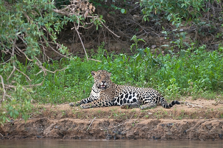 WAH019623.jpg - Jaguar, Pantanal Brazil