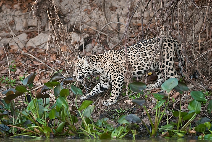 WAH019641.jpg - Jaguarunge (Jaguar Cub)