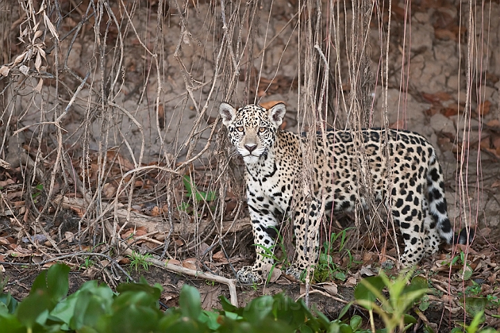 WAH019661.jpg - Jaguarunge (Jaguar Cub)