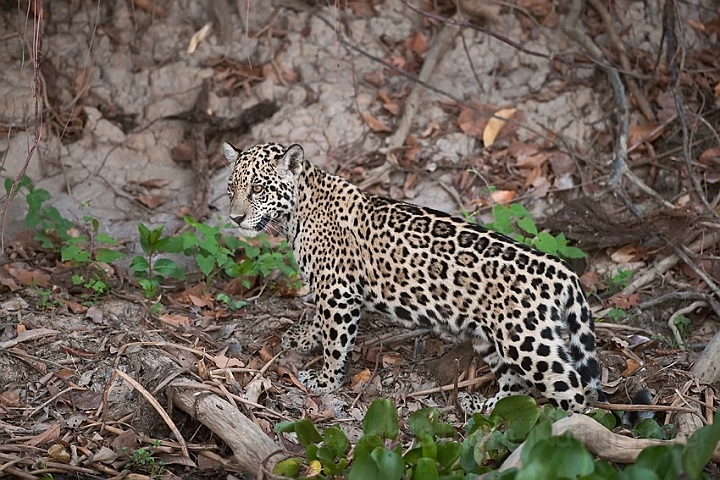 WAH019683.jpg - Jaguarunge (Jaguar Cub)