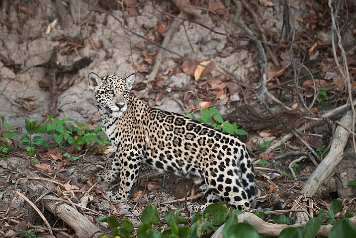 WAH019685.jpg - Jaguarunge (Jaguar Cub)