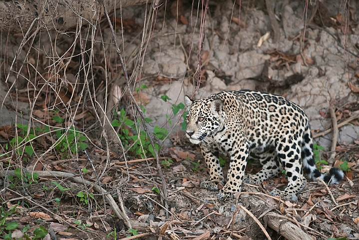 WAH019687.jpg - Jaguarunge (Jaguar Cub)