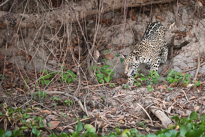 WAH019704.jpg - Jaguarunge (Jaguar Cub)