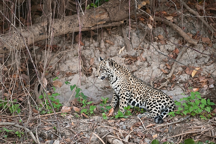 WAH019711.jpg - Jaguarunge (Jaguar Cub)