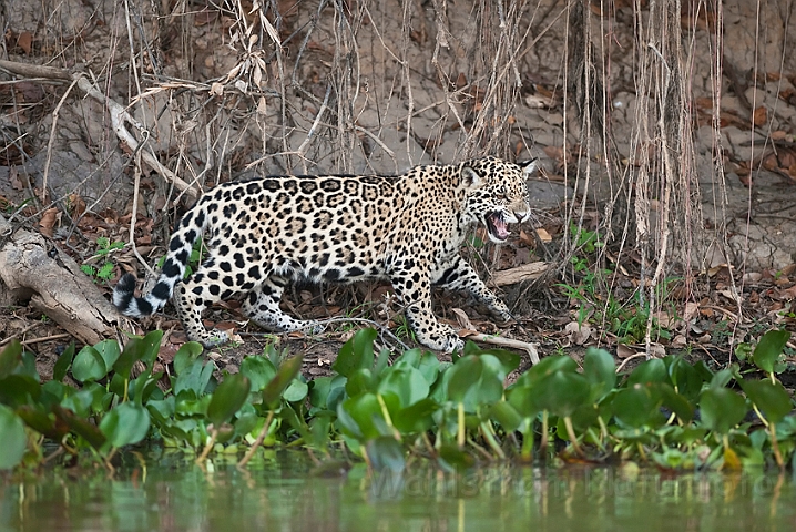 WAH019718.jpg - Jaguarunge (Jaguar Cub)