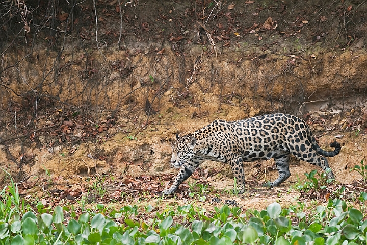 WAH019735.jpg - Jaguar, Pantanal Brazil