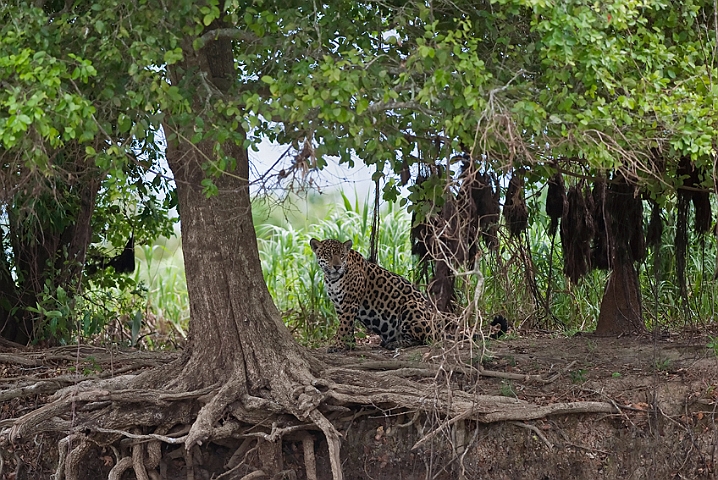 WAH019744.jpg - Jaguar, Pantanal Brazil